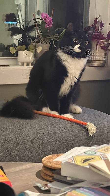 Entry image for Sepp Puss. Clicking this image will show a larger photo