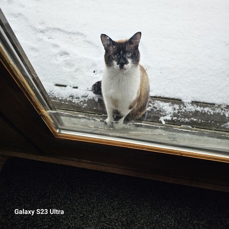 Entry image for Oliver. Clicking this image will show a larger photo