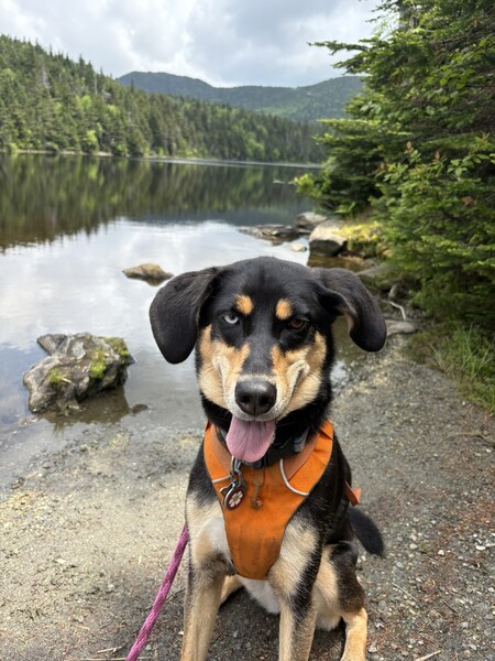 Entry image for Riley. Clicking this image will show a larger photo