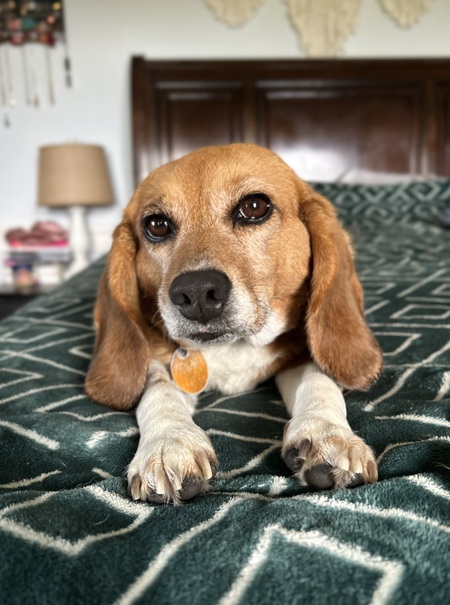 Entry image for Penny. Clicking this image will show a larger photo