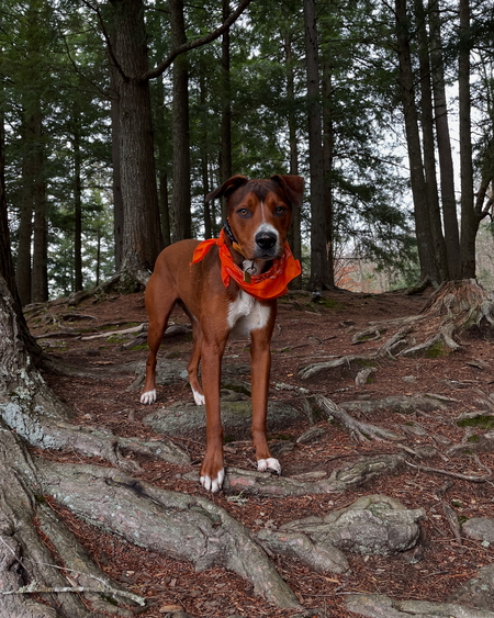 Entry image for Finny. Clicking this image will show a larger photo