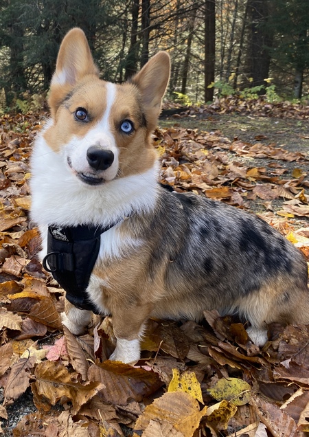 Entry image for Samson Corgi. Clicking this image will show a larger photo