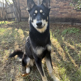 Entry image for Nikita