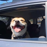 Entry image for Bella Boo Lu