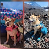 Entry image for Scrammy