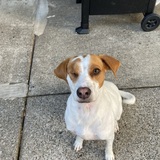 Entry image for Odie 