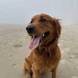 Entry image for Mylo