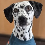 Entry image for Lucy