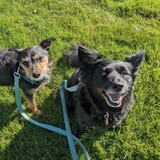 Entry image for Tyrion & Minerva