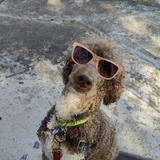 Entry image for Kuiper