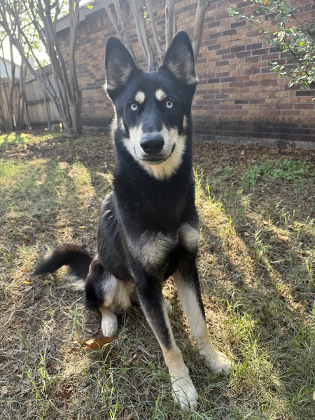 Entry image for Nikita. Clicking this image will show a larger photo