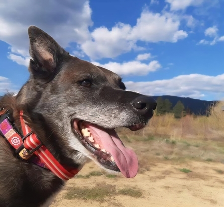 Entry image for Luna. Clicking this image will show a larger photo