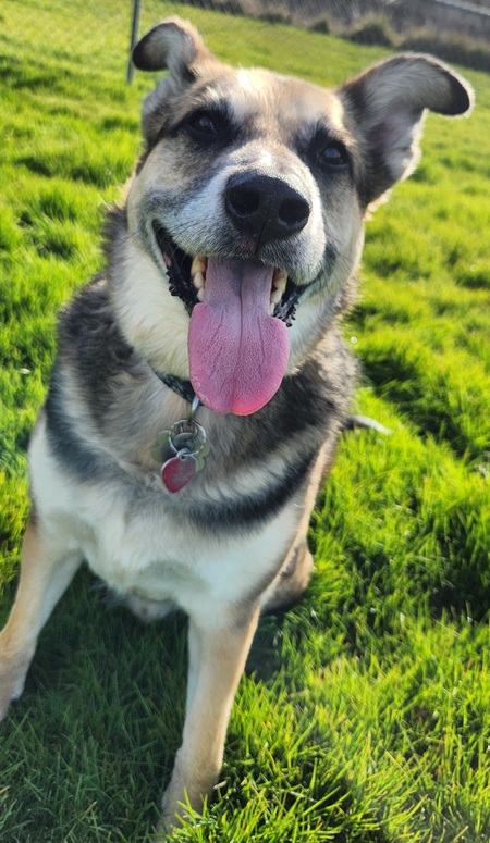 Entry image for Bodhi . Clicking this image will show a larger photo