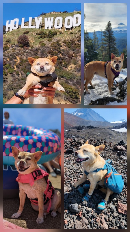 Entry image for Scrammy. Clicking this image will show a larger photo