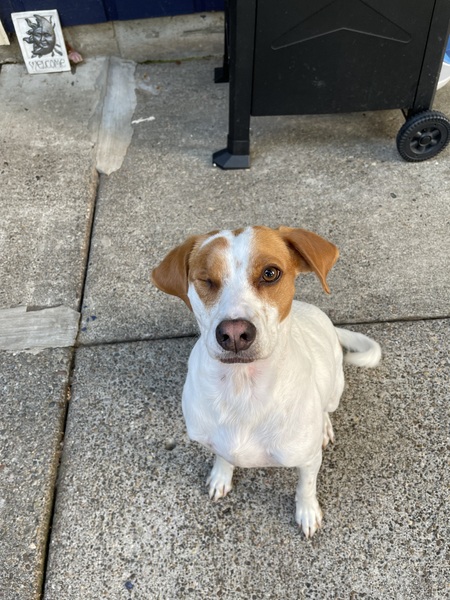 Entry image for Odie . Clicking this image will show a larger photo