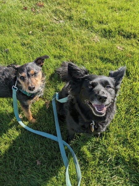 Entry image for Tyrion & Minerva. Clicking this image will show a larger photo