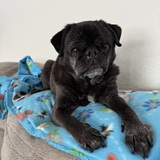 Entry image for Pablo