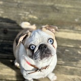 Entry image for Waffle