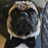 Entry image for Oswald