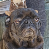 Entry image for Bernard