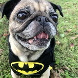 Entry image for Petunia (Tuni - for short)