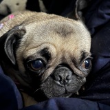 Entry image for Winnie