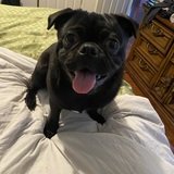 Entry image for Rico