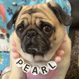 Entry image for Pearl