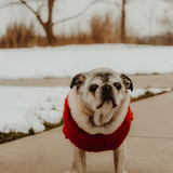 Entry image for Yoda