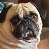 Entry image for Bruno Mars