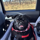 Entry image for Simon