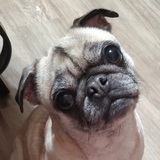 Entry image for Sugar Baby 