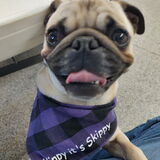 Entry image for Skippy