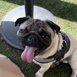 Entry image for Odin