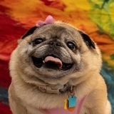 Entry image for CiCi