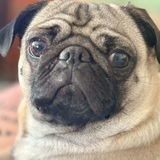 Entry image for Patti