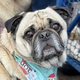 Entry image for Boomer