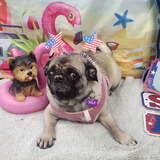 Entry image for Nala