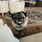 Entry image for Pickles