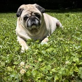 Entry image for Barnabas Collins Pug