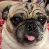 Entry image for Frank