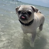 Entry image for Finnegan