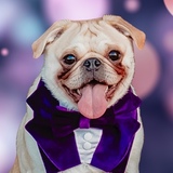 Entry image for Cleetus