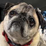 Entry image for Kreacher