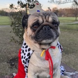 Entry image for Sputnik