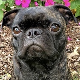 Entry image for Stella