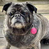 Entry image for Daisy Mae