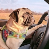 Entry image for Pancake