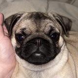 Entry image for Maple