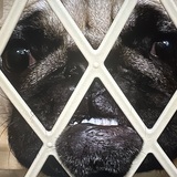 Entry image for Rose